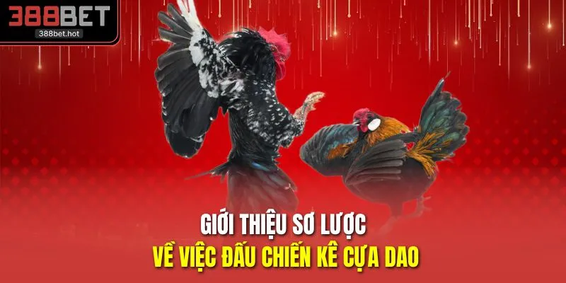 Giới thiệu sơ lược về việc đấu chiến kê cựa dao